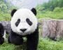 Cute panda cubs